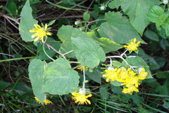Cissampelopsis calcadensis